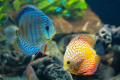 Aquarium discus (symphysodon)