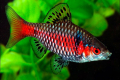 Scarlet barbus nebo tikto