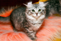 American curl: charakteristika plemene