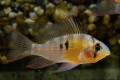 Apistogram bolivijský motýl (mikrogeophagus altispinosus)