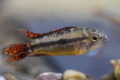 Kakadu apistogram (apistogramma cacatuoides)