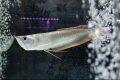 Arowana stříbrná (osteoglossum bicirrhosum)