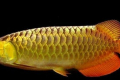 Arowana - vzhled zachovalý z období jury