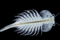 Artemia salina (artemia salina), její vlastnosti a použití