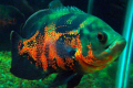 Astronotus (lat. Аstrоnоtus)