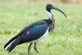 Ibis australský