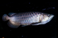 Asijská arowana (scleropages formosus)