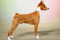 Basenji