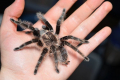 Brachypelma albopilosum: údržba pavouka brachipelma albopilosum