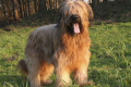 Briard: popis plemene