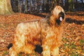 Briard