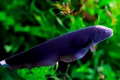 Černý nůž nebo černý princ je akvarijní ryba?