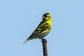 Siskin-bird - vzhled, lokalita, pravidla pro chov doma