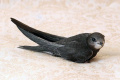 Black swift (apus apus)