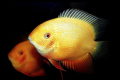 Cichlazoma severum (heros severus)