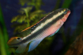 Papoušci cichlidy (pelvicachromis pulcher)