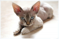 Devon rex