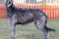 Deerhound