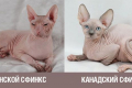 Don sphynx: popis plemene