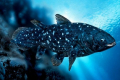 Kde přebývá coelacanth - prastará křížoploutvá ryba