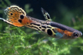 Guppy endler (poecilia wingei)