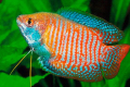 Gourami (gourami nebo trishogaster)