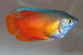 Gourami med