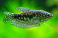 Gourami mramor: údržba a péče, chov a kompatibilita