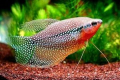 Pearl gourami - údržba, chov a péče