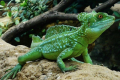 Ještěrka běžící po vodě - přilba baziliška (basiliscus plumifrons)