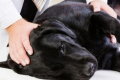 Epilepsie u psů: první pomoc a oblíbené způsoby léčby