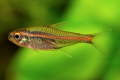 Erythrozonus nebo tetra světluška (hemigrammus erythrozonus)