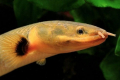 Kalamoicht calabar (erpetoichthys calabaricus)