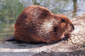 Kanadský bobr (castor canadensis)