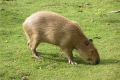 Capybara doma: zajímavá fakta, jaké zvíře