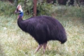 Cassowary