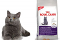 Royal canin pro kočky recenze