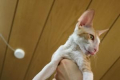 Cornish rex: popis plemene, péče a údržba