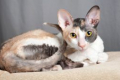 Cornish rex