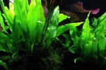 10 Druhů cryptocoryne wendt