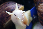 Achatina reticulata: péče o šneka černohlavého