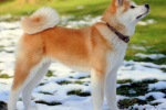 Akita inu