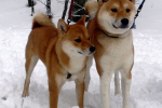 Akita inu a shiba inu: rozdíly