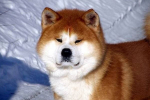 Akita inu: popis plemene