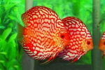 Akvarijní ryby discus