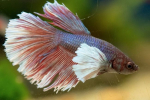 Kohout akvarijní ryby (betta splendens)