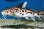 Synodontis sumec akvarijní ryby