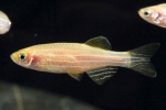 Akvarijní ryby zebrafish: údržba a péče