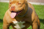 American bully - dobrá nálada v těle sportovce