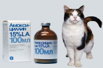 Amoxicilin pro kočky: návod k použití, recenze